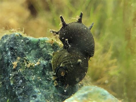  Horned Snail: Eine faszinierende Reise in die Welt der Panzerträger mit unglaublichen Anpassungsfähigkeiten!