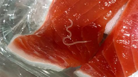  Japanisches Lanzenwürmer: Flüchtige Parasiten mit einem unersättlichen Hunger nach Fischen!