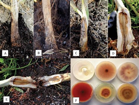 Rhizoctonia! Der parasitische Pilz, der Pflanzenwurzeln heimlich angreift und sie zu knorrigen Monstern verwandelt.