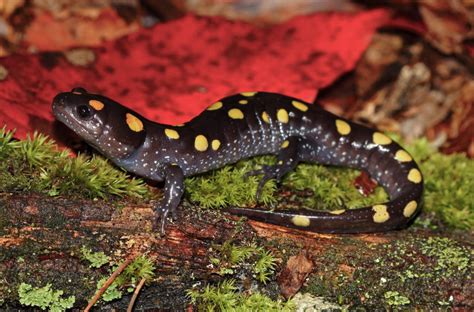  Yellow-Spotted Salamander - Eine faszinierende Metamorphose mit einem Hauch von Gift!