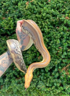  Bornean Python! Ein faszinierender Gigant mit Schuppen und Schleichfähigkeit