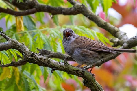  Braunelle: Ein Vogel mit einem unkonventionellen Gesangsrepertoire und erstaunlichen Tarnfähigkeiten!