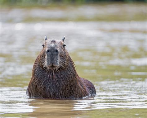 Capybara - Ein riesiges Nagetier mit einer Vorliebe für Wasser und entspannte Lebensart!