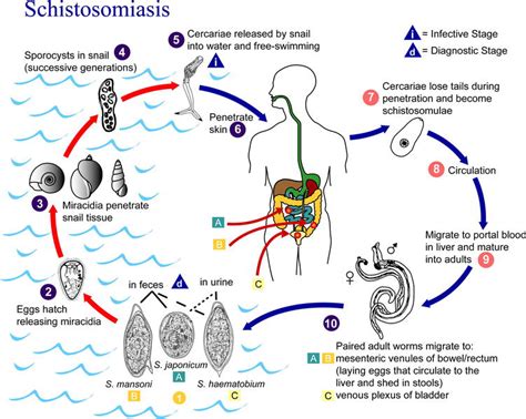  Echinostoma: Ein trematoden Parasit mit Vorliebe für Schnecken und Wirbeltiere!