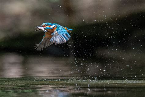  Eisvogel: Ein federndes Juwel, das den Fluss mit blitzschnellen Flugkünsten zum Leben erweckt!