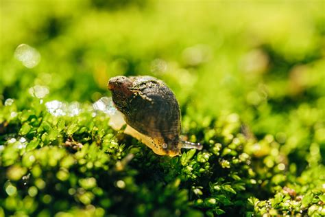  Euplecta! Eine faszinierende Meeresschnecke mit einem unwiderstehlichen Appetit für Algen