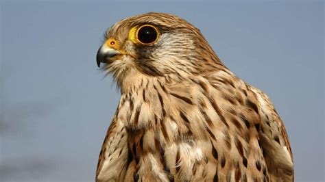  Falke! Ein Federjäger mit scharfem Blick und blitzschnellen Schwingen