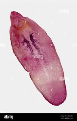  Fasciola Hepatica: Eine Reise durch den Körper eines Schafes, von einem Parasiten ausgelöst!