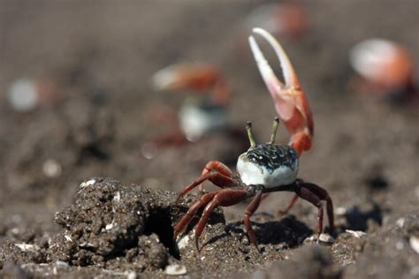  Fiddler Crab! Eine faszinierende Geschichte über den Meister des asymmetrischen Tanzes