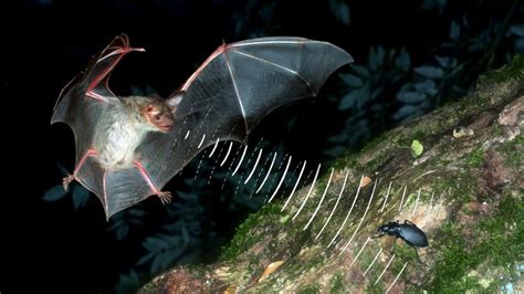  Fledermaus: Ein Meister der Nacht mit erstaunlicher Echoortung!