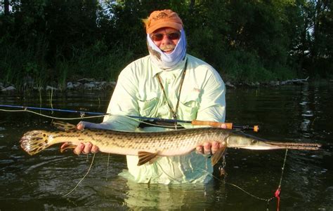  Garpike! Ein faszinierender Knochenfisch mit einem unkonventionellen Jagdverhalten und schillernder Schuppenpracht.