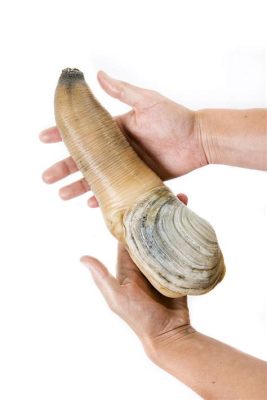  Geoduck: Ein Zwei-Schalen-Tier mit Perlmutt und einer Vorliebe für Sand!