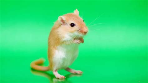  Gerbil: Ein flinkes Nagetier mit einem unwiderstehlichen Charme und einem unbändigen Appetit auf Leckerlis!