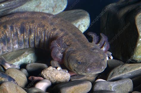  Mudpuppy: Eine faszinierende Mischung aus Schwanz und Vorliebe für kaltes Wasser!