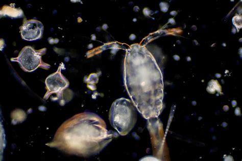  Nemastomata: Kleine Meeresbewohner mit einem ungezähmten Appetit auf Plankton!