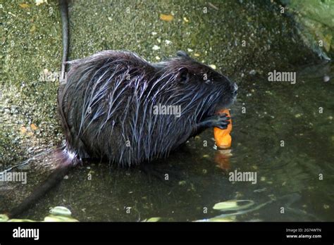  Nutria: Wie viel Nagekraft steckt eigentlich in diesem schelmischen Wasserbewohner?