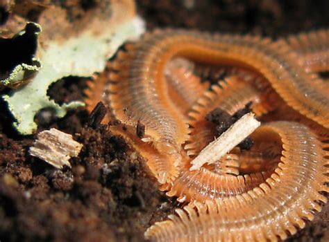  Orange Millipede! Learn About The Curious Crawlers With Their Endless Legs