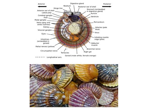  Queen Scallop - Ein faszinierender Meeresbewohner mit elegantem Schalenmuster und einer Vorliebe für sandige Untergründe!