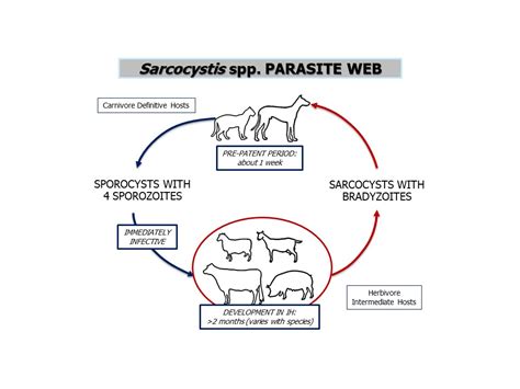 Sarcocystis! Ein Parasit mit unglücklichen Wirtstieren und einer faszinierenden Lebensreise