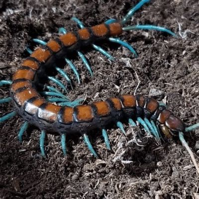 Scolopendra! Ein Tausendfüßler mit schuppigem Panzer und einem unheimlichen Appetit