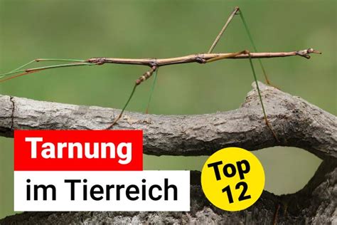  Scorpione: Ein Meister der Tarnung mit einem tödlichen Stich!