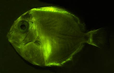  Stauropsis! Ein seltsamer Fisch mit fluoreszierenden Schuppen, der im Dunkeln leuchtet