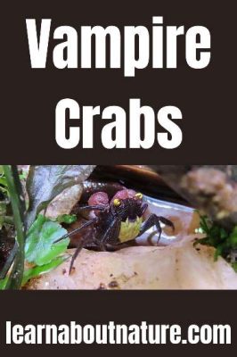  Vampire Crab - Ein faszinierender Bewohner des Meeresbodens mit einer Vorliebe für Aas!