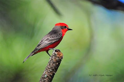  Vermilion Flycatcher: Ein Vogel der leuchtenden Farben, ein Meister der Tarnung im Luftraum!