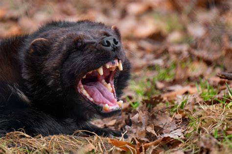  Vielfraß – Ein Meister der Anpassung mit dem Ruf eines kleinen Wolfes!