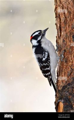  Vogel Specht: Ein Meister der Baumrinde mit einem unverzichtbaren Appetit für Insekten!