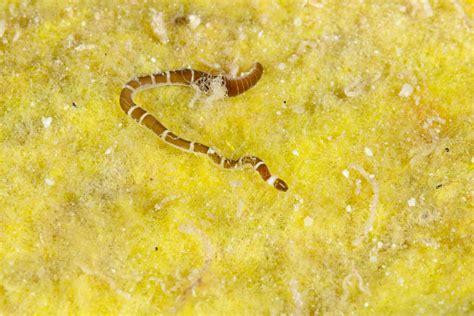  Yellow Ribbon Worm: Erkundet die Faszination dieser geheimnisvollen Meeresbewohner mit faszinierenden Borsten!