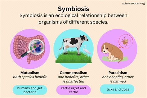  Yellowscale Tubeworm - Ein faszinierendes Beispiel für Symbiose zwischen Tier und Bakterium!