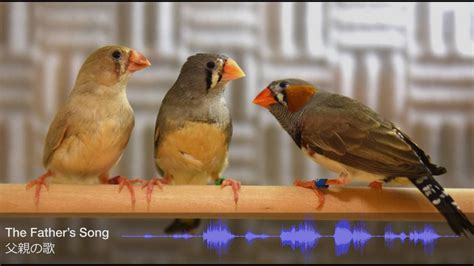  Zebrafinch! Ein Vogel mit Streifen und einem Gesang, der die Herzen der Menschen erwärmt