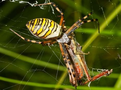  Zebraspinne! Ein Meister der Tarnung mit einem faszinierenden Jagdverhalten